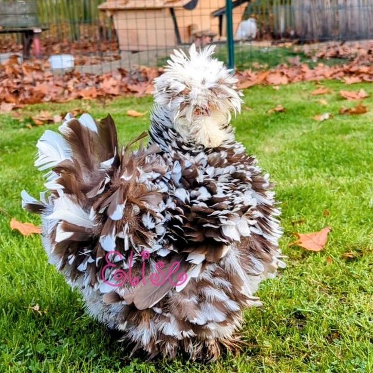 Broedeieren usa zijdehoen zijdehoenders mottled kippen, Dieren en Toebehoren, Pluimvee, Kip