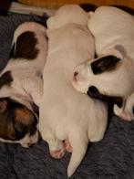 Ruwharige kortbenige jack russel russell pup pups, Dieren en Toebehoren, Jack Russell Terriër, 8 tot 15 weken, Meerdere, Meerdere dieren