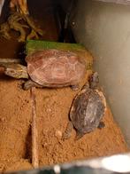 schildpadden met aquarium, Dieren en Toebehoren, Ophalen, Gebruikt, Gevuld zoetwateraquarium