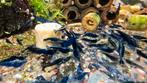 Neocaridina Blue Dream Garnalen, Kreeft, Krab of Garnaal, Zoetwatervis, Schoolvis