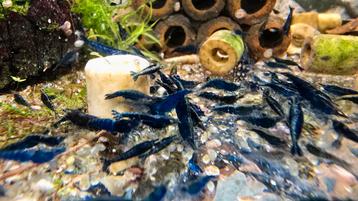  Neocaridina Blue Dream Garnalen  beschikbaar voor biedingen