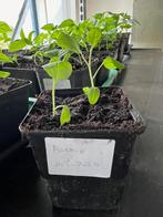 Biologische Aubergine planten 1,25, Tuin en Terras, Planten | Tuinplanten, Zomer, Ophalen, Groenteplanten, Eenjarig