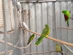 roodvleugelparkiet pop, Dieren en Toebehoren, Vrouwelijk, Parkiet, Geringd