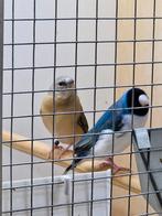 Gould amadine man blauw witborst zwartkop gouldamadine, Dieren en Toebehoren, Meerdere dieren, Tropenvogel, Geringd