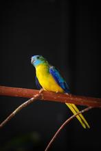 Bourke en Turquoisine; neophema's in allerlei kleuren!, Meerdere dieren, Parkiet