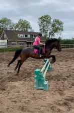 Bijrij/verzorgpony gezocht‼️, Dieren en Toebehoren, Ophalen of Verzenden