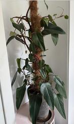 Philodendron Red, Huis en Inrichting, Kamerplanten, Ophalen, 100 tot 150 cm, Overige soorten, Halfschaduw