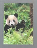 2764 Kaart dieren panda pandabeer, Verzamelen, Wild dier, Ongelopen, Verzenden