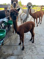 Alpaca merrie., Dieren en Toebehoren, September, Vrouwelijk