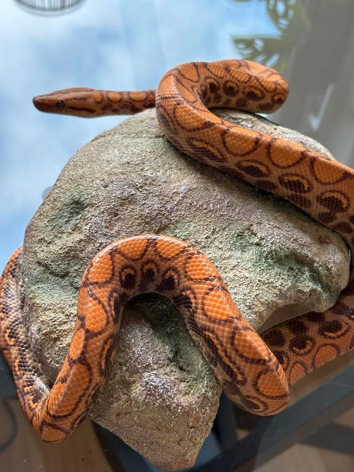 Braziliaanse Regenboog Boa - Epicrates Cenchria Cenchria