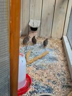 Chinese dwergkwartels mannetjes!, Dieren en Toebehoren, Mannelijk
