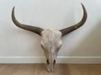 Buffel schedel met hoorns, Ophalen of Verzenden, Gebruikt