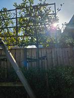 Leiboom - Zelf uitgraven, Volle zon, Bloeit niet, Leiboom, Ophalen of Verzenden