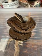 Koningspython 0.1 special desert enchi, Dieren en Toebehoren, Reptielen en Amfibieën, Slang, 0 tot 2 jaar