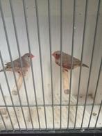 Diverse vogels te koop, Dieren en Toebehoren, Vogels | Overige Vogels, Meerdere dieren