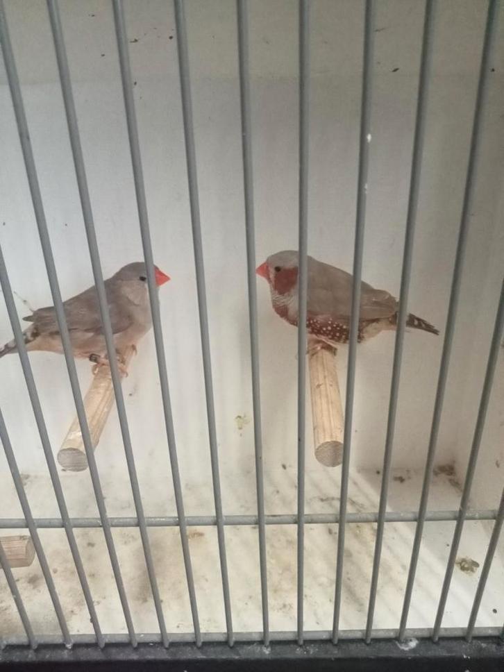 Diverse vogels te koop, Dieren en Toebehoren, Vogels | Overige Vogels, Meerdere dieren