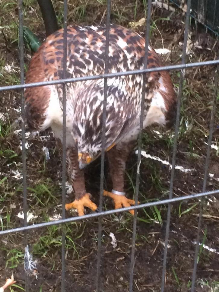 Koningsbuizerd, Dieren en Toebehoren, Pluimvee, Kip, Meerdere dieren