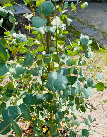 2x Eucalyptus gunnii azura gomboom beschikbaar voor biedingen