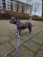 American bully zoekend naar een nieuw huisje, 6 jaar of ouder, Teef, Eén hond, Middel