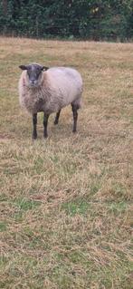 14 ooien, Dieren en Toebehoren, Schapen, Geiten en Varkens, Vrouwelijk, Schaap