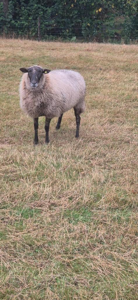 14 ooien, Dieren en Toebehoren, Schapen, Geiten en Varkens, Schaap, Vrouwelijk