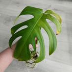 Monstera albo variegata gewortelde stek, Huis en Inrichting, Kamerplanten, Overige soorten, Minder dan 100 cm, Ophalen of Verzenden