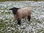 Mooie Suffolk ram, Mannelijk, Schaap, 3 tot 5 jaar