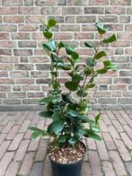 Camellia lady campbell, Ophalen, Overige soorten, Volle zon