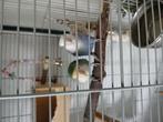 Tam koppel dwergpapegaaitjes, Dieren en Toebehoren, Vogels | Parkieten en Papegaaien, Meerdere dieren, Papegaai, Tam