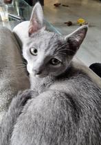 Blauwe Rus kittens met Stamboom, Meerdere dieren, Gechipt
