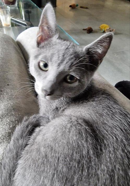 Blauwe Rus kittens met Stamboom, Dieren en Toebehoren, Katten en Kittens | Raskatten | Korthaar, Meerdere dieren, Met stamboom