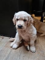 Raszuivere Golden Retriever pups, Golden retriever, CDV (hondenziekte), 8 tot 15 weken, Meerdere