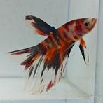 Betta splendens man 66, Dieren en Toebehoren, Vis