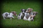 Jack Russell pups blauw lilac, België, Rabiës (hondsdolheid), Jack Russell Terriër, 8 tot 15 weken