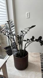 ZZ plant, Ophalen, Zo goed als nieuw