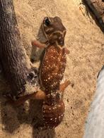 Gladde knobbelstaart gekko, Hagedis, Tam, 0 tot 2 jaar