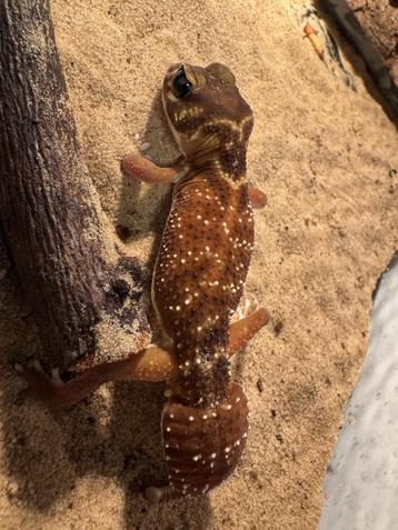 Gladde knobbelstaart gekko beschikbaar voor biedingen