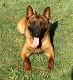 mechelse herder dekreu knpv bloedlijn, Dieren en Toebehoren, België, Particulier, Reu, 1 tot 2 jaar