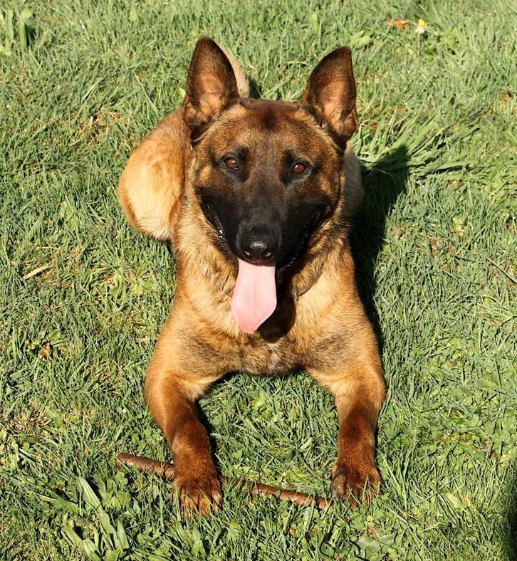 mechelse herder dekreu knpv bloedlijn, Dieren en Toebehoren, Honden | Dekreuen, Reu, Particulier, Eén hond, België, 1 tot 2 jaar