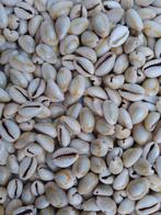 Kauri, cowrie schelpen  en kralen , 11-15 mm en 20 mm, Ophalen, Zo goed als nieuw, Kraal