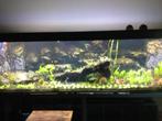 Groot aquarium 245cm met bioloog, Ophalen, Gebruikt, Leeg aquarium