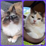 RAGDOLL POEZEN HERPLAATSERS VANUIT CATTERY ( GESTERILISEERD), Poes, Langharig