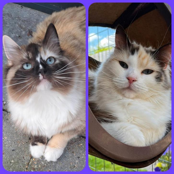 RAGDOLL POEZEN HERPLAATSERS VANUIT CATTERY ( GESTERILISEERD), Dieren en Toebehoren, Katten en Kittens | Overige Katten, Langharig