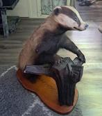 Taxidermie , Taxidermy Opgezette "das" op zwaar ornament, Verzamelen, Ophalen of Verzenden, Zo goed als nieuw, Wild dier, Opgezet dier