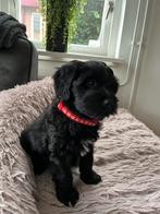 Pup kruising Friese stabij/Labradoodle, Teef, Eén hond, Nederland, Particulier