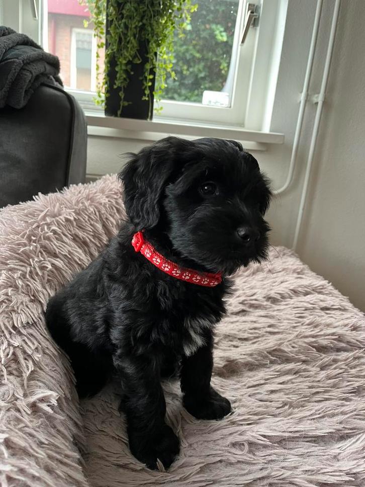 Pup kruising Friese stabij/Labradoodle, Dieren en Toebehoren, Honden | Niet-rashonden, Teef, Particulier, Eén hond, Nederland