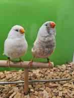 Te koop koppel charcoal masker roodoogen van 2024, Dieren en Toebehoren, Vogels | Overige Vogels, Meerdere dieren