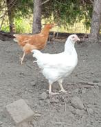 Legkippen (kuikens), Dieren en Toebehoren, Pluimvee, Vrouwelijk, Kip