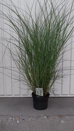 siergras miscanthus kleine silberspinne, Ophalen, Vaste plant, Siergrassen, Halfschaduw
