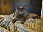 Dekkater Main coon met stamboom, 3 tot 5 jaar